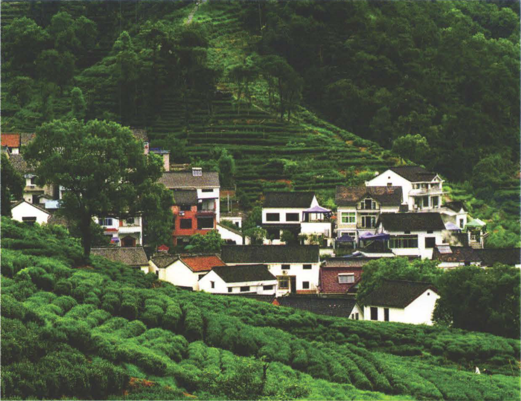 2008年配图（梅坞春早，来源《杭州年鉴2008》）.png